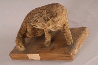 石虎藏品圖，第7張